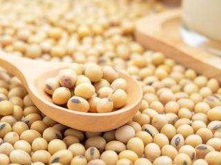 Soya Beans