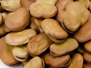 Fava Beans