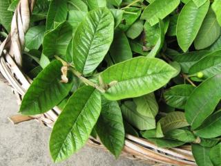 Guava Leaves