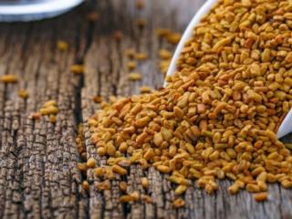Fenugreek